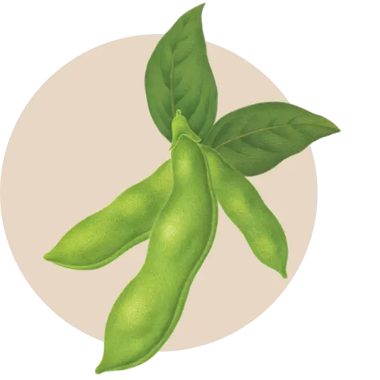 soy ingredient image