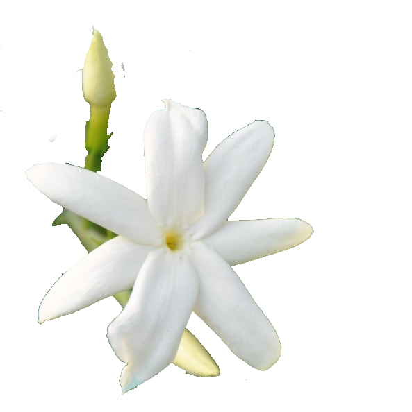 jasmine sambac note