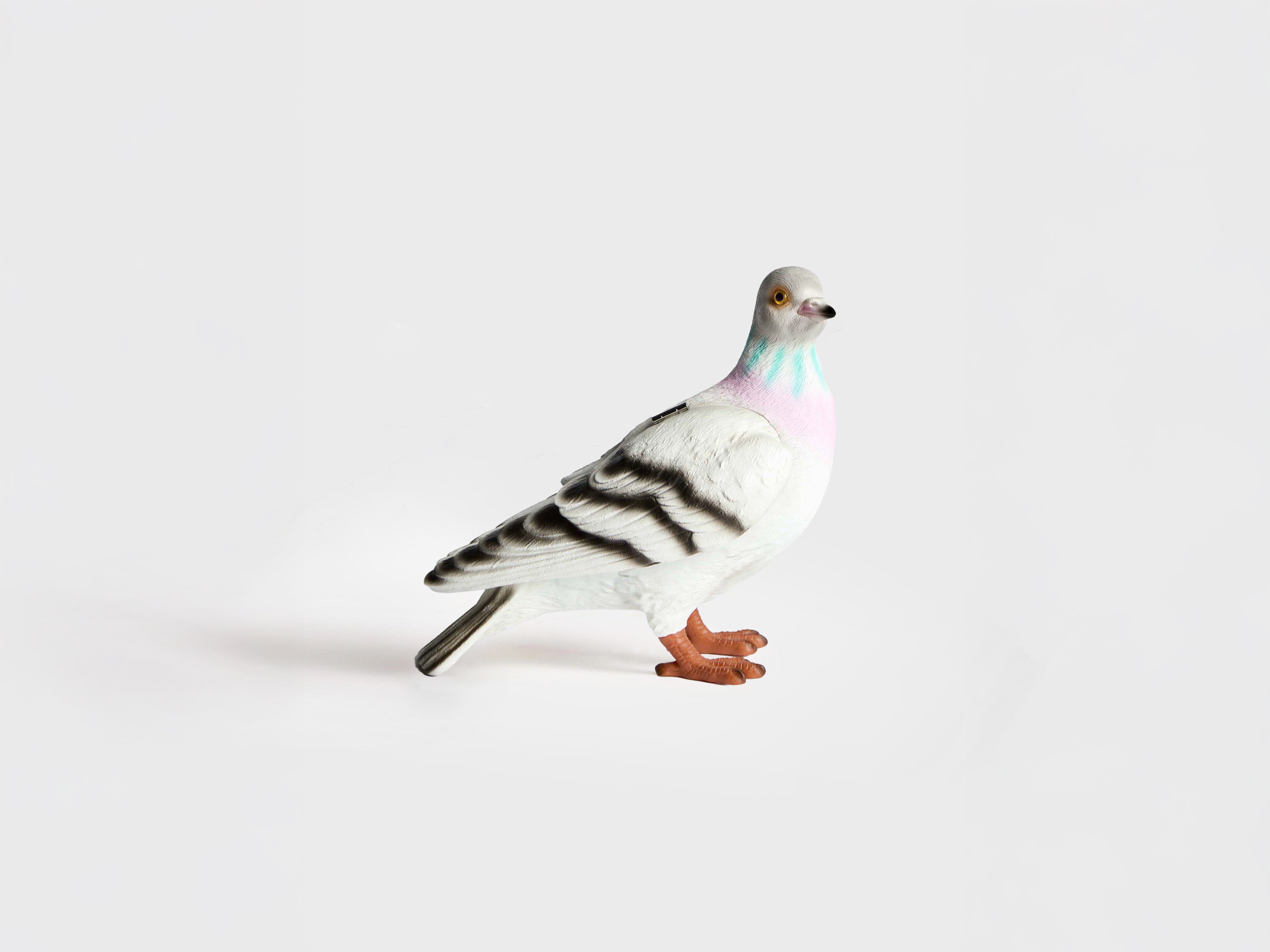 Pigeon Clutch