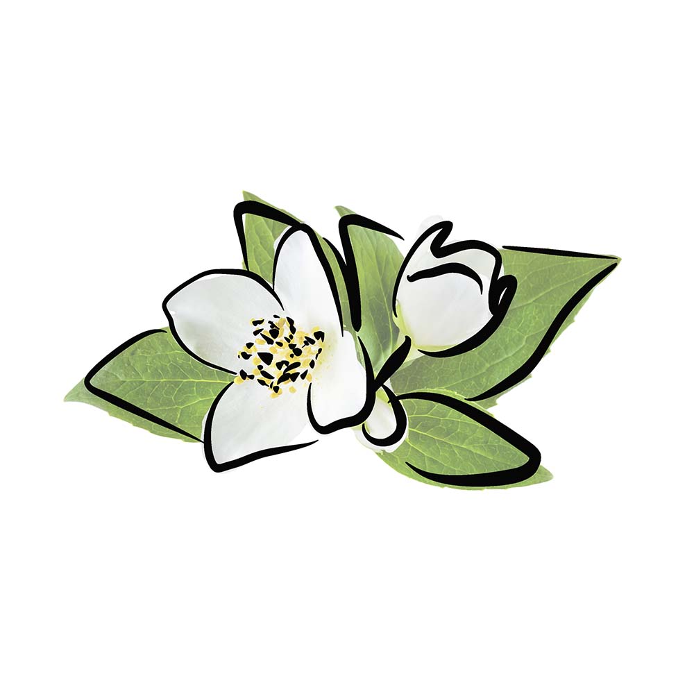 jasmine