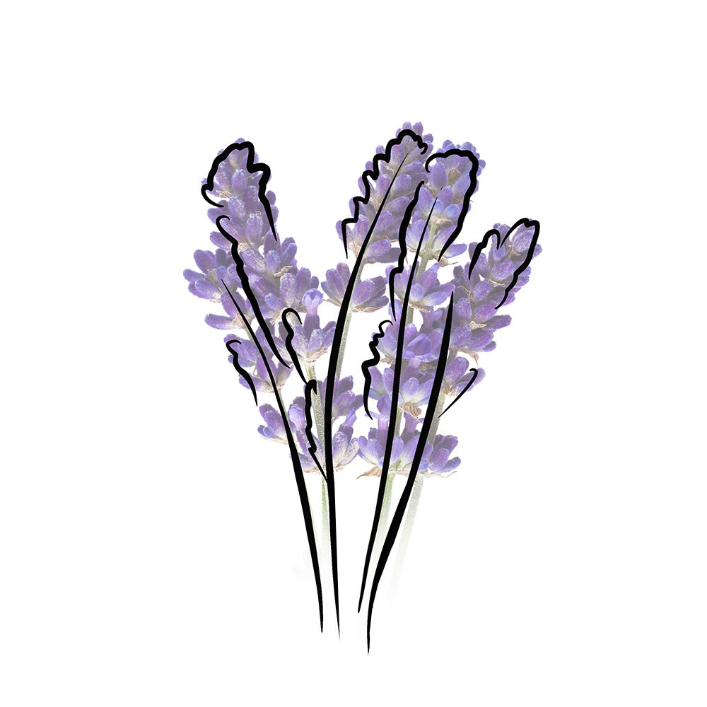lavender