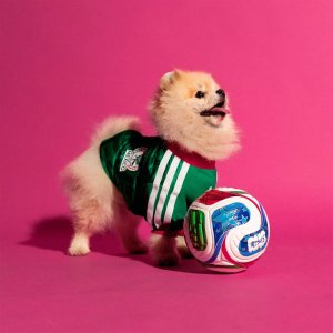 adidas Pet Collection