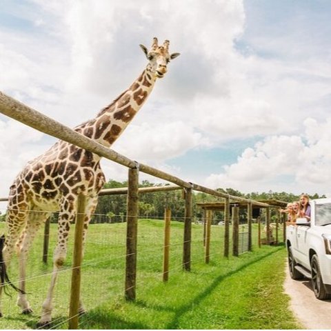 Wild Florida Drive-Thru Safari and Gator Park Admission